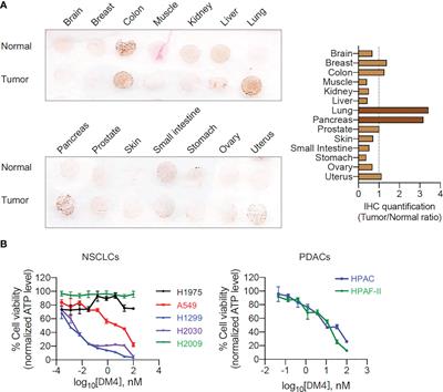 Chimeric antigen receptor-T cells are effective against CEACAM5 expressing non-small cell lung cancer cells resistant to antibody-drug conjugates